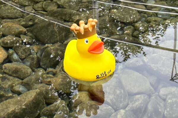 VLB-TIX-Badeente mit goldener Krone schwimmt im Wasser.